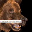 Bearson Bear