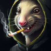 Nóia Rat