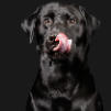 Doggy