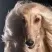 Afghan Hound