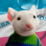 RatoCapixaba